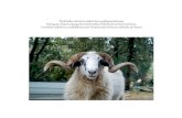 Tradicijsko ovčarstvo otoka Cresa: prilog istraživanju ...zumbacres.weebly.com/uploads/1/1/6/7/1167576/tradicijsko_ovcarstvo... · 83 Meso 83 Fleisch 83 Carne 88 ZAKLJUČAK 88 CONCLUSIONE