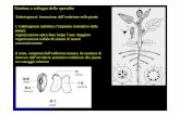 Struttura e sviluppo dello sporofito - unina.stidue.netunina.stidue.net/Botanica/Biotec 5 - Tessuti.pdf · Il sospensore ancora l’embrione al micropilo Lo stabilirsi di una polarità