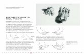 Basi Fisiologiche del Ben-essere - ksig.it giugno 2006 contenuto num.2.pdf · - l’inversione, forma di rotazione interna del piede, ... - l’eversione, forma di rotazione esterna