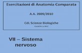 VII Sistema nervoso - uniroma2.it · Esercitazioni di Anatomia Comparata A.A. 2009/2010 CdL Scienze Biologiche Canali A-L e M-Z ... dell’equilibrio, del tono muscolare e della postura
