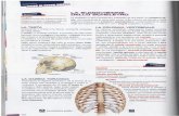 LA SUDDIVISIONE DELLO SCHELETRO · Comprende il cranio e la faccia. entrambi composti da ossa piatte. Il cranio, ... ossa del piede, insieme a muscoli e legamenti e tendini, assumono
