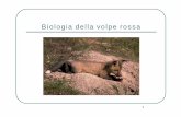 1 lezione Corso VOLPE BIOLOGIA - Sito ufficiale della ... · 1 Biologia della volpe rossa. 2 Sistematica Tipo: Cordati Sottotipo: Vertebrati Classe: Mammiferi Sottoclasse: Placentati
