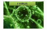 I VIRUS virus sono parassiti intracellulari obbligati , possono cioè sopravvivere solo usando le risorse di una cellula ospite I virus infettano ogni tipo di cellula inclusi batteri,