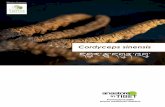 Cordyceps sinensis - Anastore · piante medicinali tibetane. DESCRIZIONE E HABITAT Cordyceps sinensis 1 Zona di diffusione Principale zona di diffusione Sichuan BHUTAN NEPAL Kathmandu