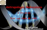 Antropologia Molecolare - people.unica.itpeople.unica.it/carlamariacalo/files/2018/03/1.variabilità.pdf · Tre modelli di mutazione Alleli infiniti: ogni evento mutazionale genera