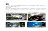 ALLEGATO * tutte le specie di cetacei - * tutte le specie ... · LEGGE REGIONALE 29 luglio 1998, n°23 Norme per la protezione della fauna selvatica e per l’esercizio della caccia