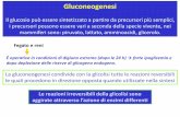 Gluconeogenesi - 192.146.242.139192.146.242.139/biologia/sites/default/files/lezioni-tox2014-gluco... · Donatore di glu osio all’estremità non-riducente delle catene di glicogeno.