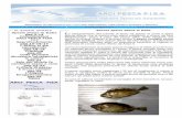 In questo numero Ancora specie aliene in Italia L · L’Arci Pesca Fisa Nazionale è felice di riportare di seguito la presentazione del manuale “L’immersione subacquea e gli