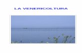 Venericoltura - INAIL Ricerca Home Page · attività di pesca in mare aperto delle vongole e specie simili (vongola Lupino o Longone, il Tartufo, la Conchiglia di S. Giacomo, il Canestrello,