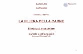 LA FILIERA DELLA CARNE - Homepage - Daniele Vaccaridanielevaccari.altervista.org/alterpages/files/Coslacarne... · l tessuto muscolare striato, o scheletrico, è formato dato da fascicoli