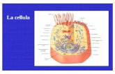 La cellula - fisiokinesiterapia.biz · 3- tessuto muscolare: a) striato scheletrico b) striato cardiaco c) liscio 4- tessuto nervoso: a) neuroni b) glia. Origine delle ghiandole Ghiandole