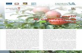 Il melo in coltivazione biologica - aveprobi.org · L’Italia si colloca all’un-dicesimo posto, dopo la Corea del Nord, con poco più ... Presenta un solo asse verticale dal quale