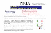 Il DNA è il materiale ereditario e non le proteine ... · Le eliche del DNA devono essere tenute separate durante la replicazione DNA elicasi, topoisomerasi e proteine destabilizzatrici