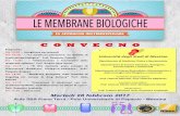 membrane Biologiche_Un... · - "Alimentazione e funzionalità della membrana cellulare" Prof. Herbert Ryan Marini Ore 16:10 - film lacrimale quale esempio di interazione membrana