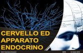 CERVELLO ED APPARATO ENDOCRINO - Homepage | … IRPPI marzo 2015.pdf · Cervello ed apparato endocrino . ... Nei mammiferi si parla di fenomeni di apprendimento precoce di tipo imprinting.
