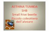 AETHINA TUMIDA SHB Small hive beetle Piccolo coleottero ... · polline. Depone grappoli di ... visita di tutti gli alveari presenti nel raggio di 20 km e posadelle trappole ... TRAPPOLA