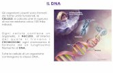 CELLULE NUCLEO CROMOSOMI DNA - PERCORSI … · Ogni cellula contiene un organello ... che hanno permesso la formulazione del modello di DNA da parte di ... (o se fatti crescere su