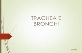 TRACHEA E BRONCHI - unite.it · Ventroflessione del collo Cardiomegalia Versamento pleurico Massa mediastinica Dilatazione dell’esofago ... Descritta nel gatto come conseguenza