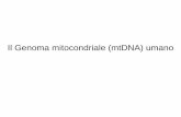 Il Genoma mitocondriale (mtDNA) umano - Emidio Albertini ...emidioalbertini.com/pdf/GENMOLSCI7n.pdf · riarrangiamenti strutturali o mutazioni puntiformi. I riarrangiamenti strutturali