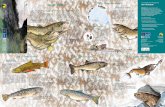 TAV. 1 - Gli ecosistemi acquatici LE AZIONI DEL PROGETTO ... · ittico dove le trote marmorate vengono allevate per ... si nutre di ciò che trova ... ne di quasi tutte le uova ottenute