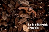 La biodiversità animale - Fondazione Slow Food · I maschi riproduttori, ... Il 70% si trova in Asia: Cina, ... è la white leghorn, grazie alla grande quantità di uova prodotte