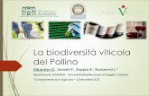 La biodiversità viticola del Pollino · 2017-07-03 · per valorizzare il patrimonio viticolo ... Al t r i vi ni Doc T ot al e Al t r i vi ni Doc T ot al e ... 2 Arbanello Moscato
