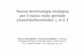 Nuova terminologia istologica per il basso tratto genitale ... · ESAME (CITOLOGICO, ISTOLOGICO), SIA IN COMUNICAZIONI SCRITTE, SIA VERBALI. Lesioni squamose intra-epiteliali L-SIL