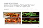 Le imitazioni Resine sintetiche: poliesteri, epossidi ...Ambra 3° tempo.pdf · “cristalloterapia” Da migliaia di anni è in uso l’ambra come amuleto ed utilizzo terapeutico