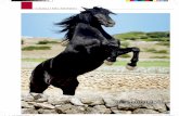 I CAVALLI NEL MONDO - Menorca Horses · Un cavallo da sfoggiare. Nel-le sue andature straordina-rie, nella viva intelligenza del-lo sguardo, nella perfetta oscu-rità del mantello