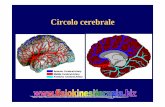 Circolo cerebrale - FISIOKINESITERAPIA-NEWS.ITfisiokinesiterapia-news.it/download/circcere.pdf · – Se i sintomi si sono manifestati al risveglio deve essere considerato il tempo