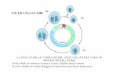 LE QUATTRO FASI DEL CICLO CELLULARE - SognoPsicologia · LA DURATA DELLE VARIE FASI DEL CICLO CELLULARE VARIA IN DIVERSI TIPI CELLULARI. Nelle cellule di embrione di mosca il ciclo