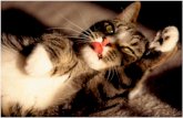 CHE COSA SIGNIFICA STERILIZZARE Quali sono i vantaggi? … · dopo la sterilizzazione, la gatta tende ad ingrassare: le gatte sterilizzate necessitano di una quantità di cibo inferiore