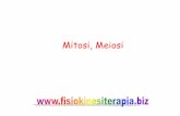 Mitosi, Meiosi - Fisiokinesiterapiafisiokinesiterapia-news.it/download/Mitosi.pdf · Quadro riassuntivo delle differenze tra mitosi e meiosi 4 3 2 1 G1 S G2 M G1 S M1 M2 mitosi meiosi