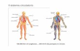 Il sistema circolatorio - people.unica.itpeople.unica.it/pau/files/2015/11/8-protesi_vascolari.pdf · Le tipologie più importanti sono le arterie e le vene, che portano, rispettivamente,