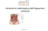 Anatomia radiologica dellâ€™apparato .Anatomia radiologica dellâ€™apparato urinario . Anatomia