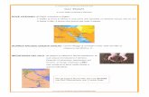 egizi_semlice.pdf - ciaomaestra.it · Mediterraneo) e ALTO EGITTO a sud, dove si trovavano le sorgenti del Nilo. Verso il 3100 a. C. un re unì questi due regni in uno solo e diventò
