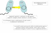 RICOMBINAZIONE GENICA - uniroma2.it · TRASDUZIONE scambio genetico fra batteri mediato da un virus GENERALIZZATA SPECIALIZZATA possono essere trasferiti solo marcatori specifici