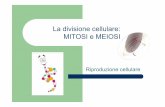 La divisione cellulare: MITOSI e MEIOSI · Tra due cromosomi omologhi avviene uno scambio di materiale genetico a livello dei cromatidi, che dà origine a cromosomi geneticamente