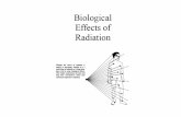 RadBioEffects - personalpages.to.infn.itpersonalpages.to.infn.it/~gamba/corsi/ApplFisNucl/RadBioEffects.pdf · L’esposizione alla radiazione scatena diversi effetti, ognuno con
