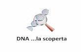 DNA la scoperta - lumsa.it DNA la... · chirurgiche con il pus (formato di cellule) e osservò una sostanza microscopica a cui diede il nome di nucleina. Questa sostanza era associata