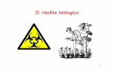 Il rischio biologico - Università degli Studi di Messinaww2.unime.it/scienzePES/images/mat_dida/2013_14/rischiobiologico... · 9I prodotti della crescita microbica (come le tossine