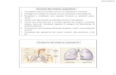 Funzioni del sistema respiratorio - docente.unicas.it · 03/12/2010 10 Fisiologia della respirazione 1. Ventilazione polmonare: respiro Meccanismo attraverso il quale viene introdotta