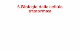6.Biologia della cellula trasformata - unife.it · 6.Biologia della cellula trasformata. Definizione di cellula trasformata ... Immagini corrispondenti mostrano l’aspetto di cellule