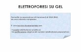 ELETTROFORESI SU GEL - Omero - Il database della didattica ...omero.farm.unipi.it/matdidFarm/16/13-elettroforesi 2.pdf · Gli acidi nucleici a singolo filamento ... cromosomi interi.
