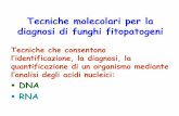 Tecniche molecolari per la diagnosi di funghi fitopatogeni · La struttura degli acidi nucleici non viene influenzata né dal ciclo di sviluppo ... E’ possibile la diagnosi di tutti