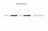 DNA RNA PROTEINE - Biology, Genetics and Bioinformatics ... · sotto forma di cromatina o di cromosomi. •Il contenuto di DNA di una cellula e ... che costituiscono gli acidi nucleici
