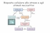 Risposta cellulare allo stress e agli stimoli nocicettivi e morte... · mentre la cellula necrotica (cellula in necrosi) rilascia i suoi costituenti all’esterno, la cellula apoptotica