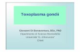 Giovanni Di Bonaventura, BSc, PhD Dipartimento di Scienze ... lezione - Toxoplasma... · dalla cellula ospite) Patogenesi – sindromi cliniche Fase acuta : tachizoiti in pseudocisti