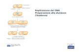 Replicazione del DNA Preparazione alla divisione Citodieresi 15-16/ciclo cellulare... · Durata del ciclo cellulare: ... Se il checkpoint non viene superato la cellula esce dal ciclo