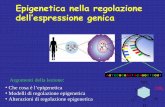 Epigenetica nella regolazione dell’espressione genicaterzadecade.it/download/barbara_mcclintock_-_il_gene_non_è_una... · Inibitori del ciclo cellulare : p21 Gene Bersaglio ...